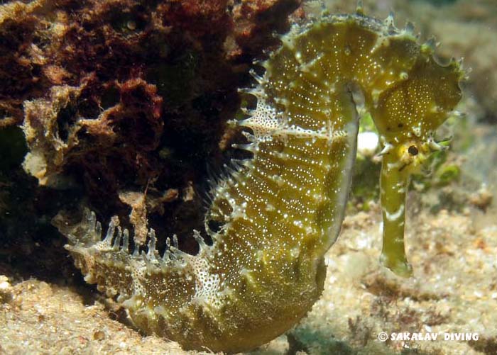 photo diving Madagascar